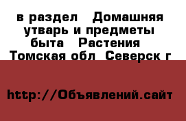  в раздел : Домашняя утварь и предметы быта » Растения . Томская обл.,Северск г.